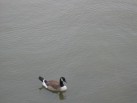 Canadian geese on Chesapeake Bay