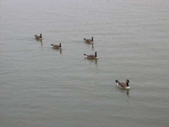 Canadian geese in V formation on Susquehanna River at Havre de Grace MD