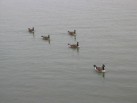 Canadian Geese V formation